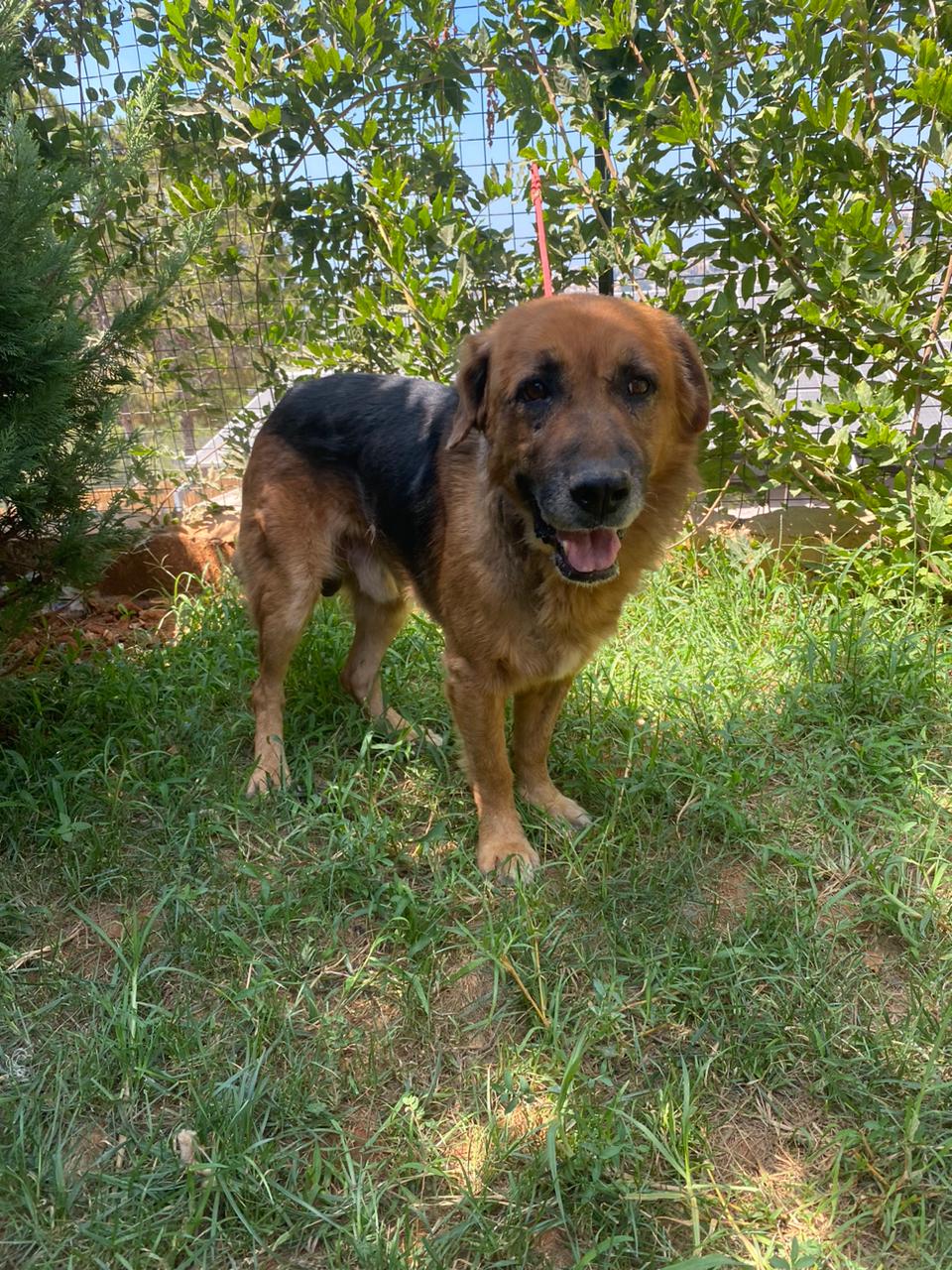 Samson (21)