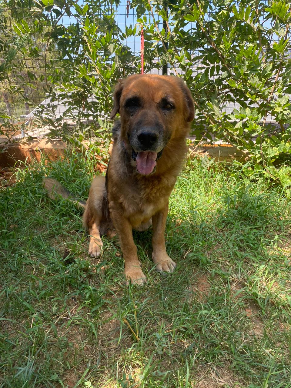 Samson (23)