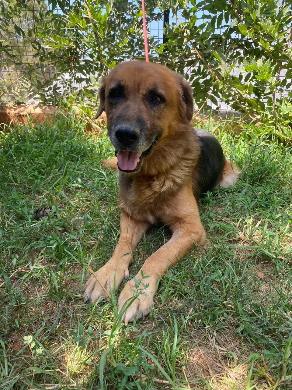 Samson (24)