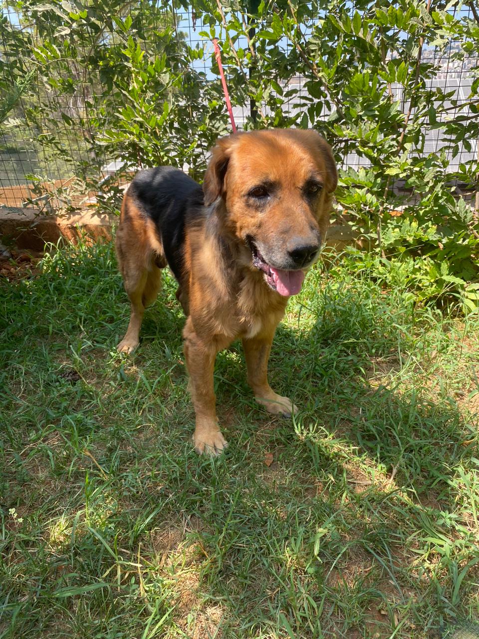 Samson (25)