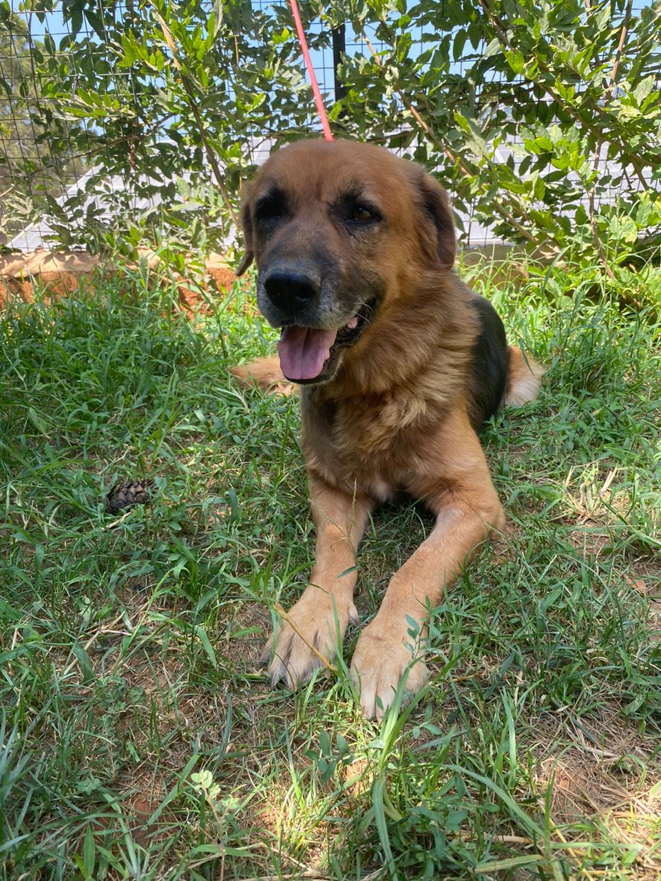 Samson (27)