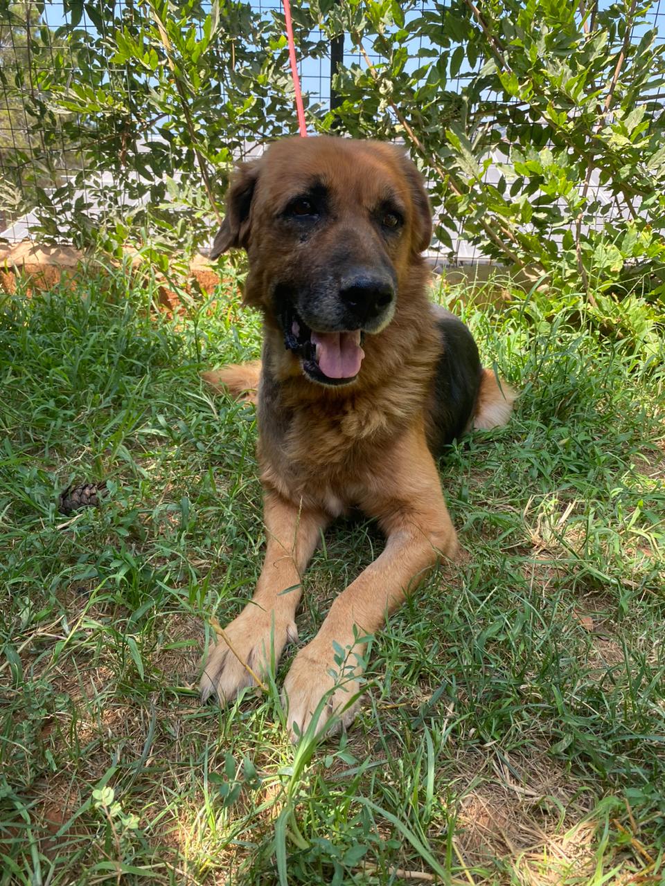 Samson (29)