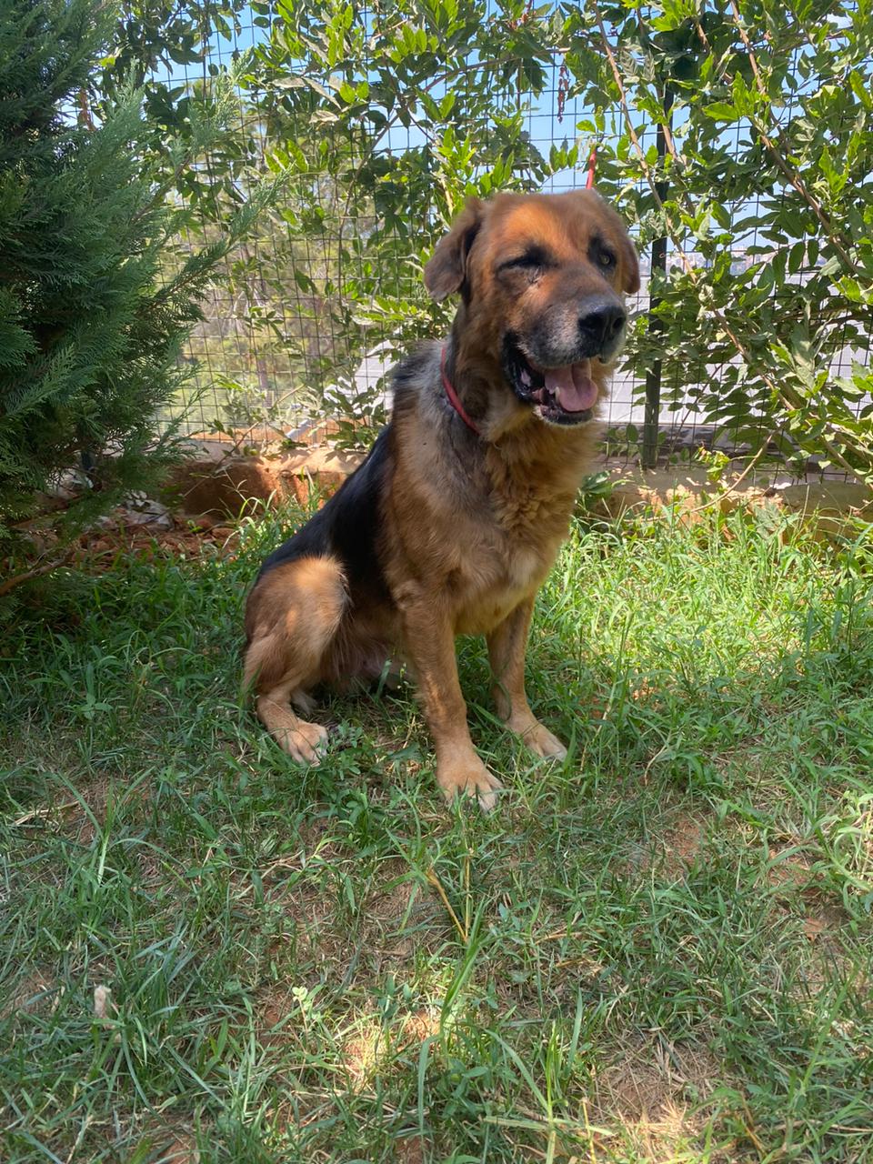 Samson (31)