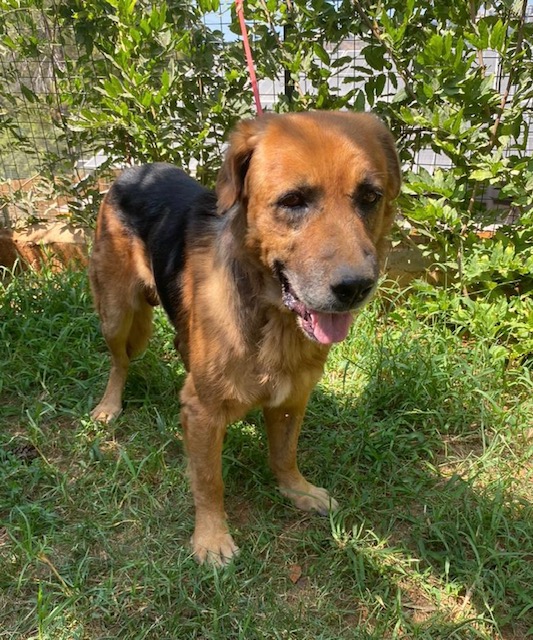 Samson (32)