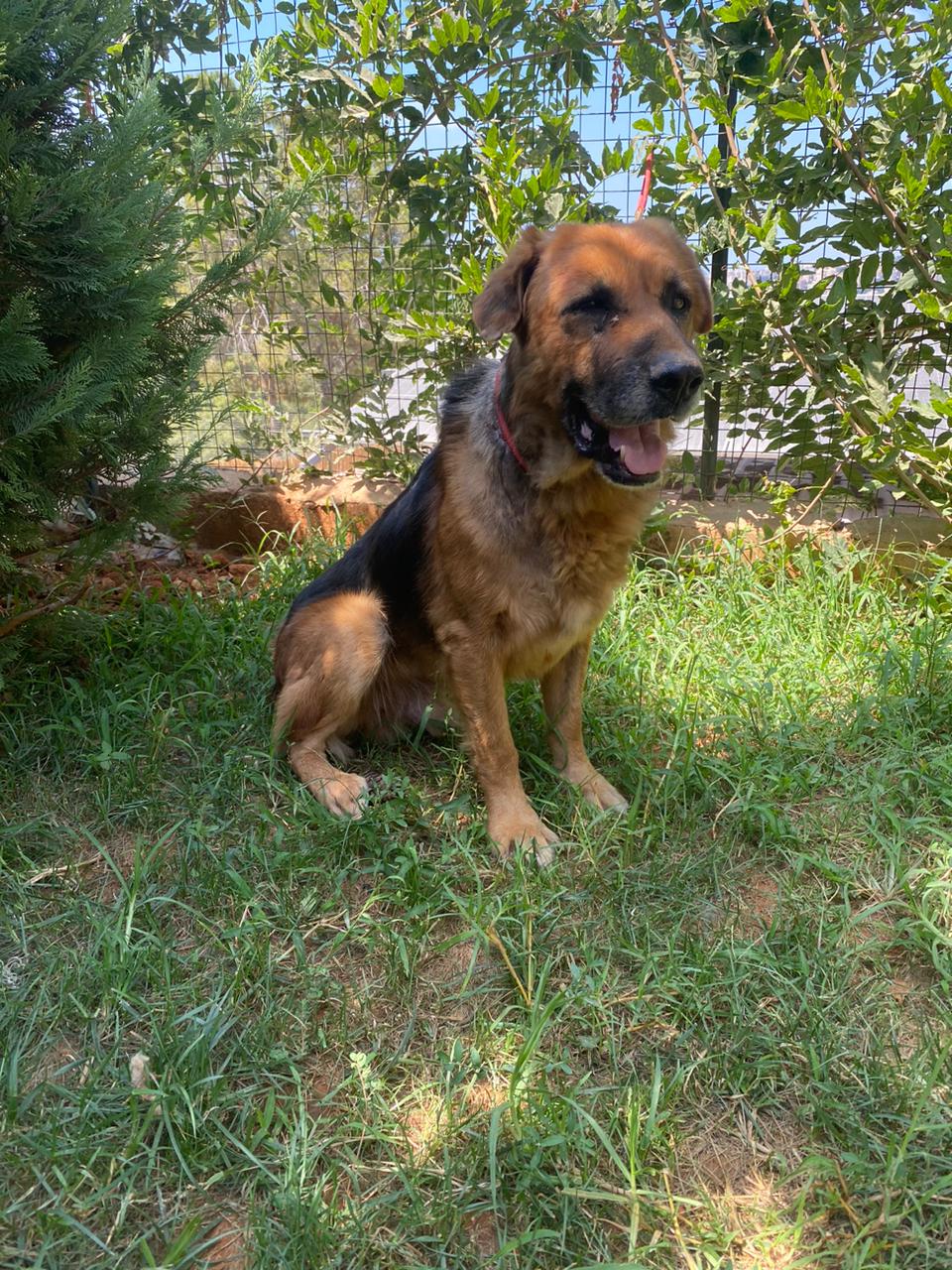 Samson (33)