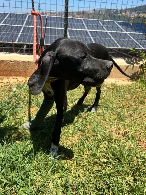 Arlo 2 (11)