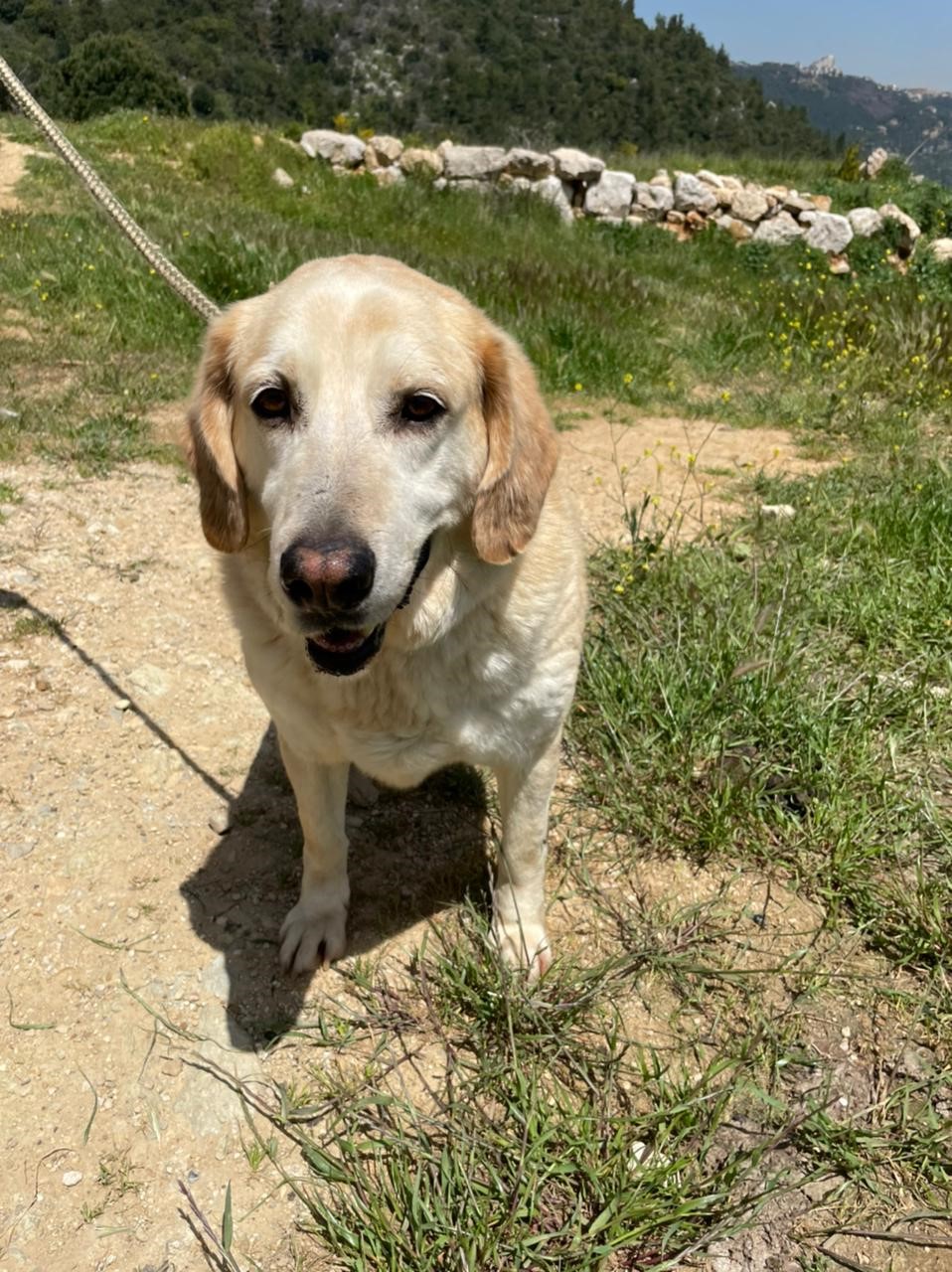 Barkley (18)