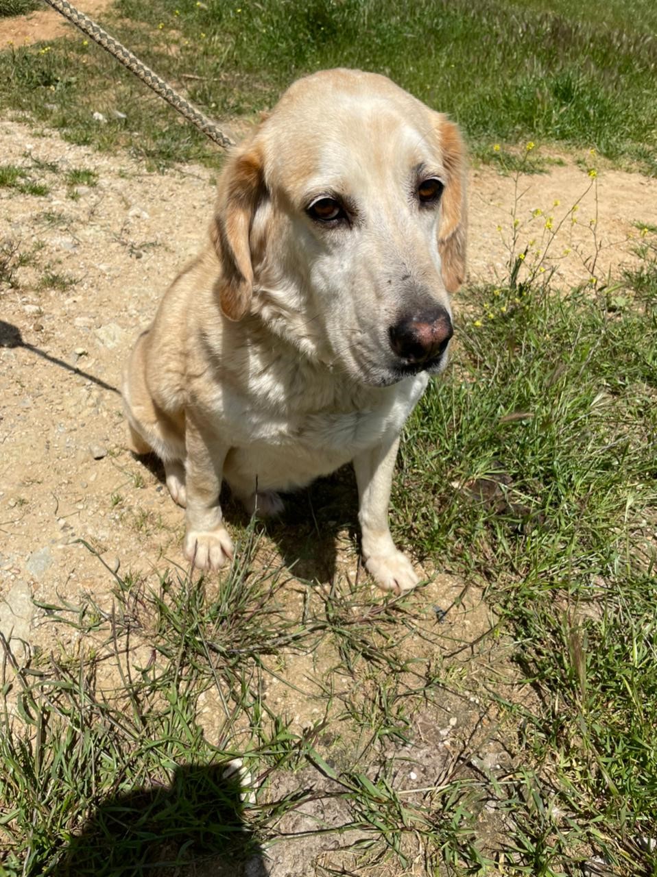 Barkley (19)