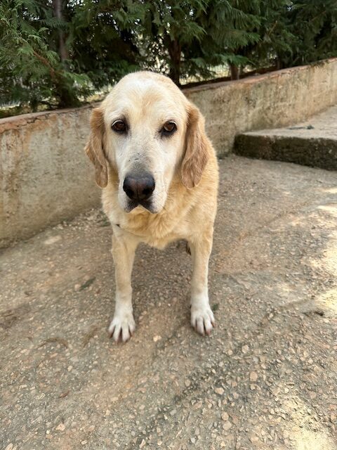 Barkley (20)