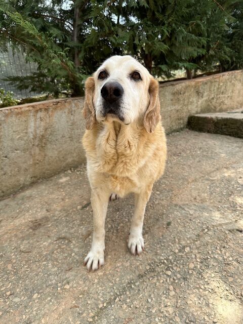 Barkley (21)