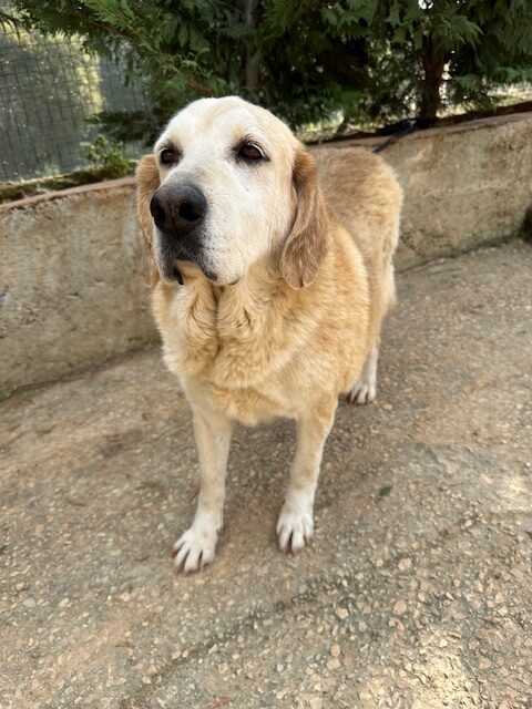 Barkley (22)