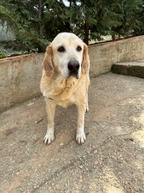 Barkley (23)