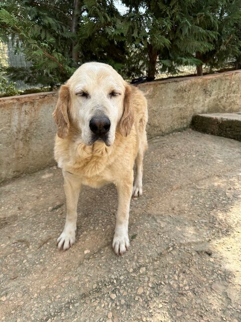 Barkley (24)