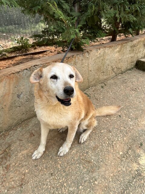 Ditta (8)