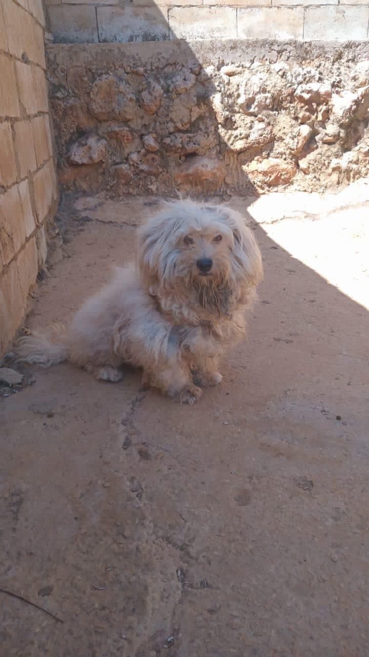 Gedeon
