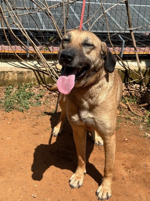 Khaleesi (14)