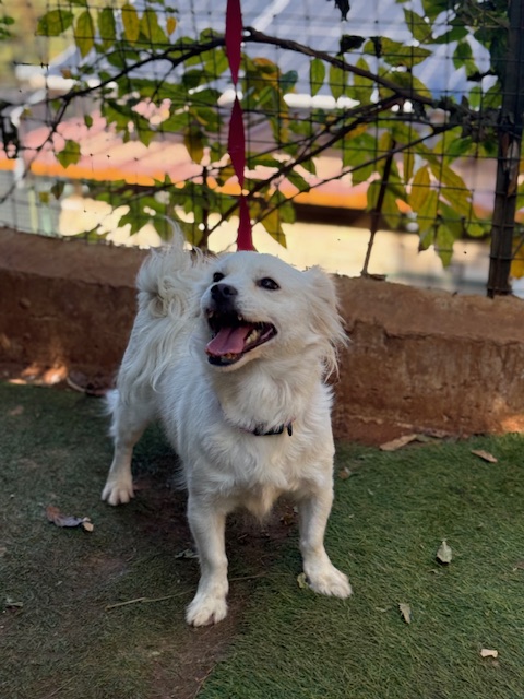Lumi (15)