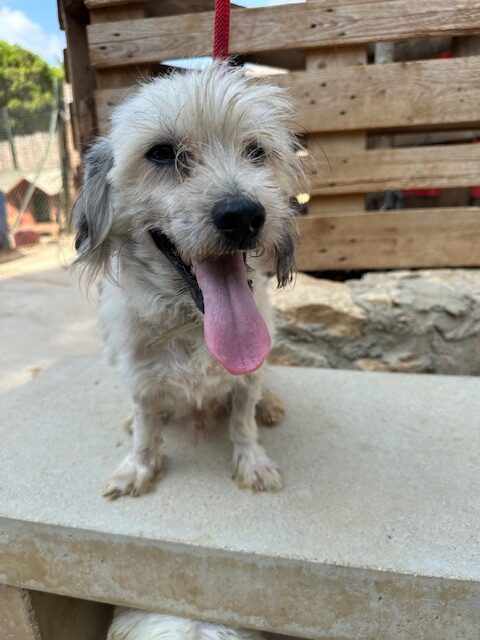 Zeno (6)