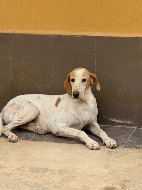 Shamus (10)
