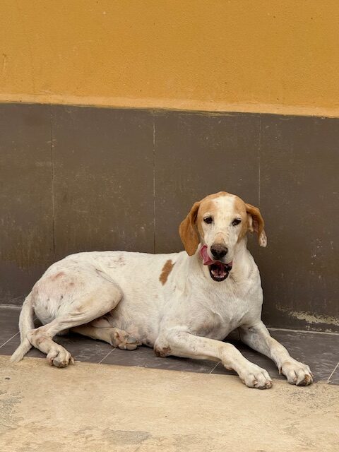 Shamus (11)