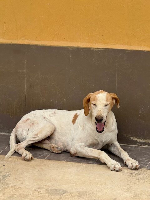 Shamus (12)