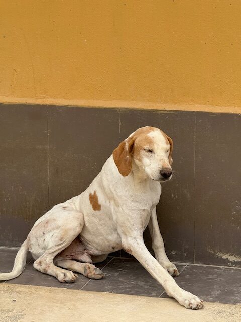 Shamus (6)