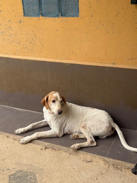 Shamus (7)
