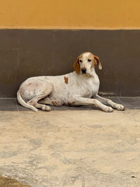 Shamus (8)