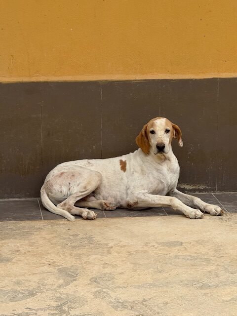 Shamus (9)