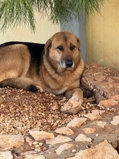 Addie (9)