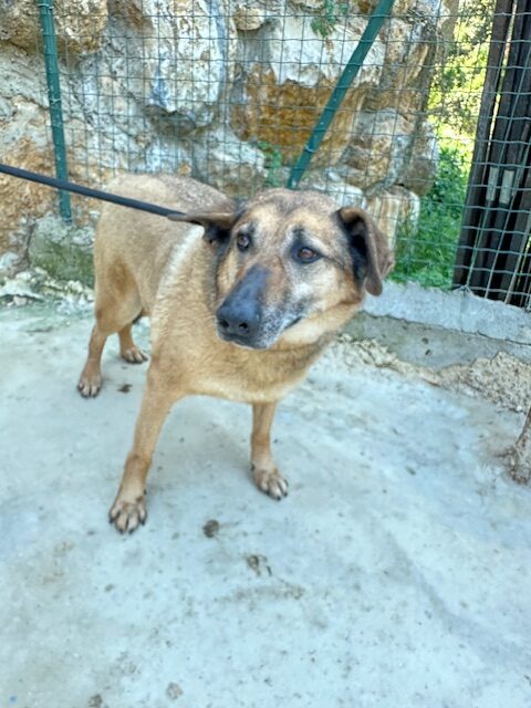 Asti (10)