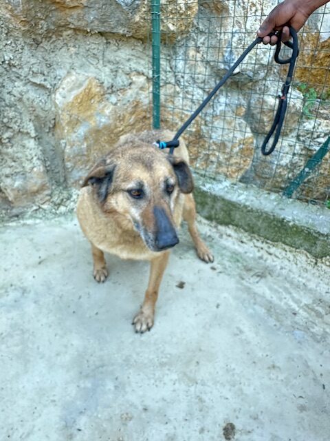 Asti (11)