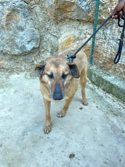 Asti (12)