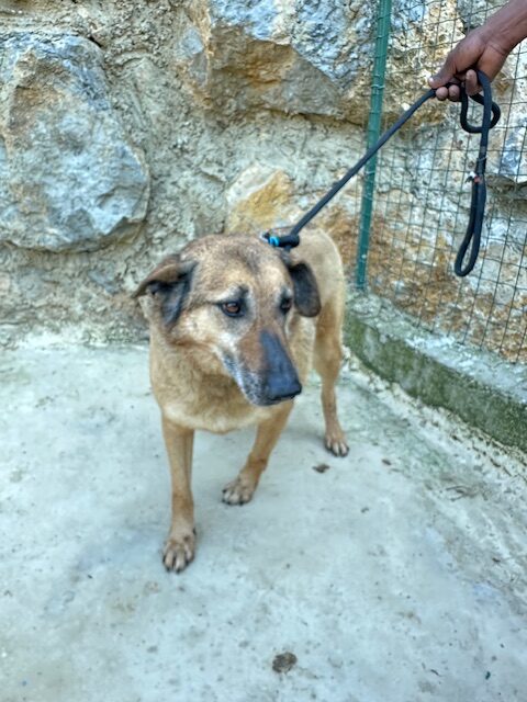 Asti (13)