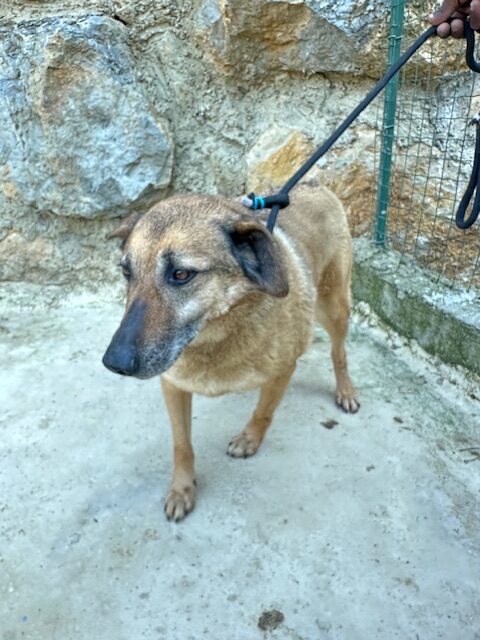 Asti (15)
