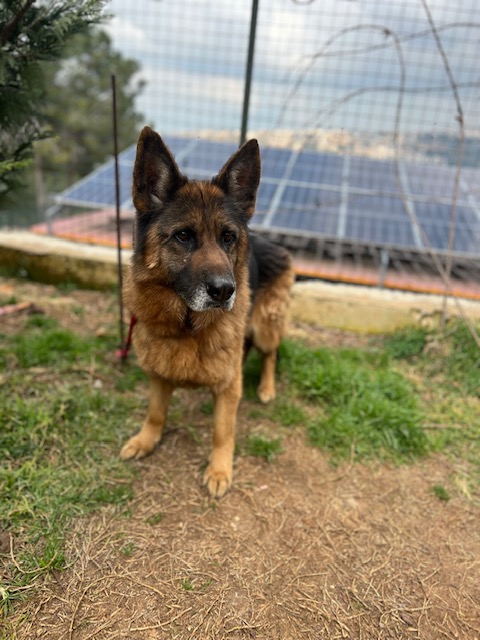 Balta (13)