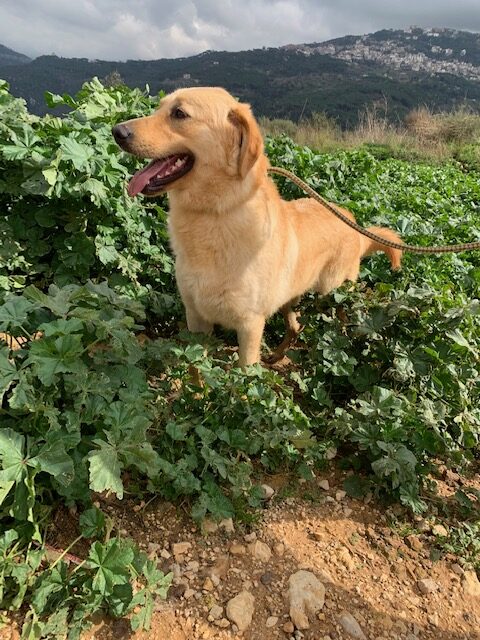 Bentley (14)