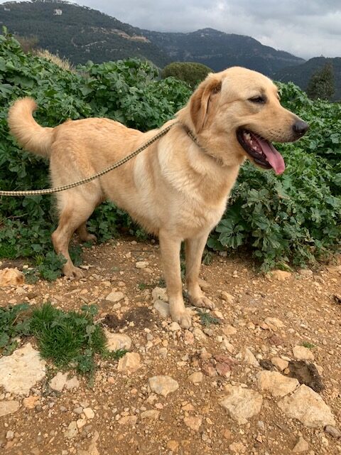 Bentley (21)