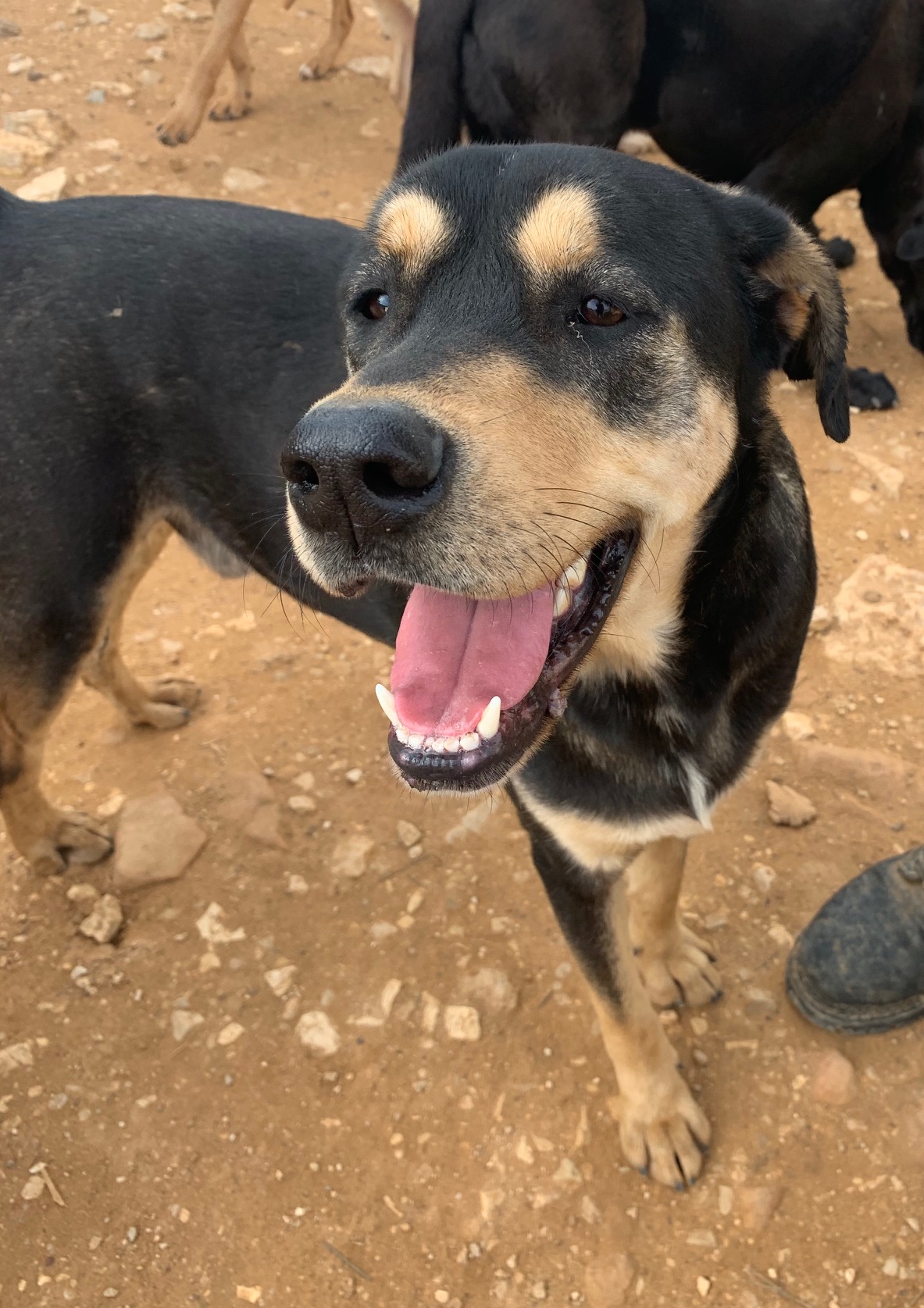 Boris (10)