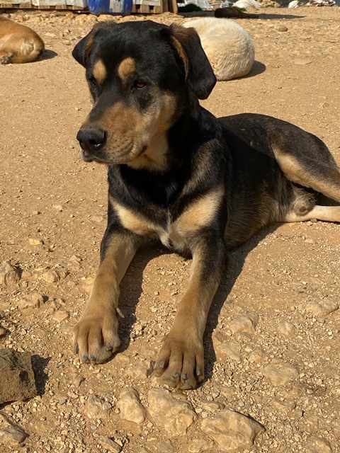 Boris (11)