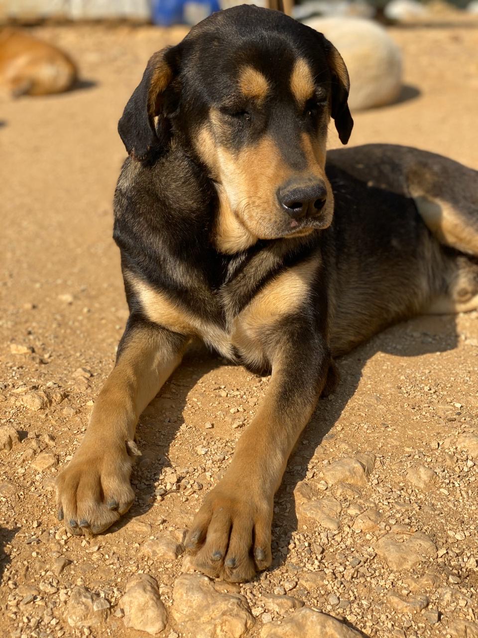 Boris (12)