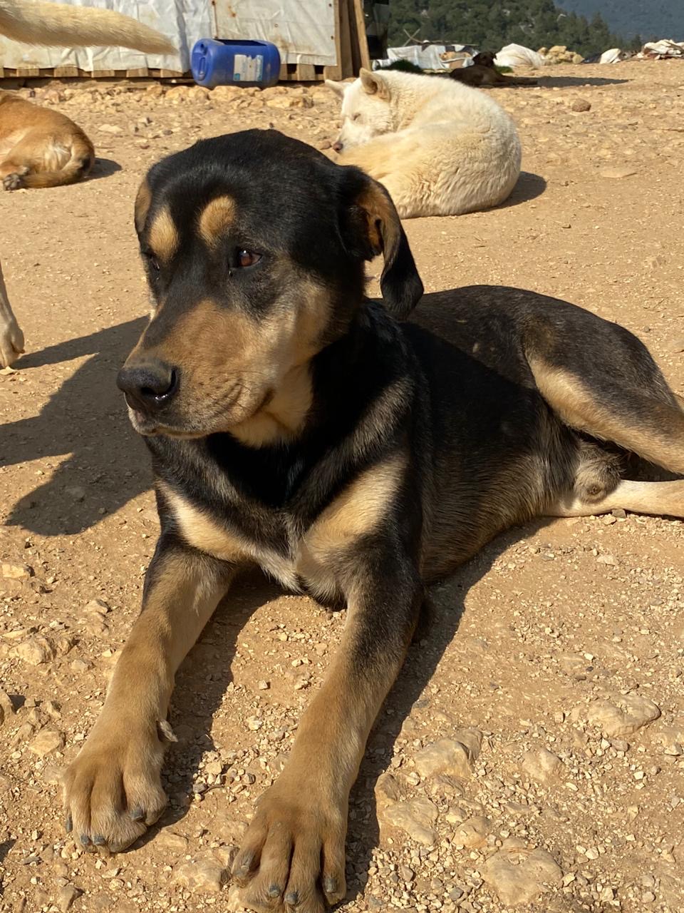Boris (13)