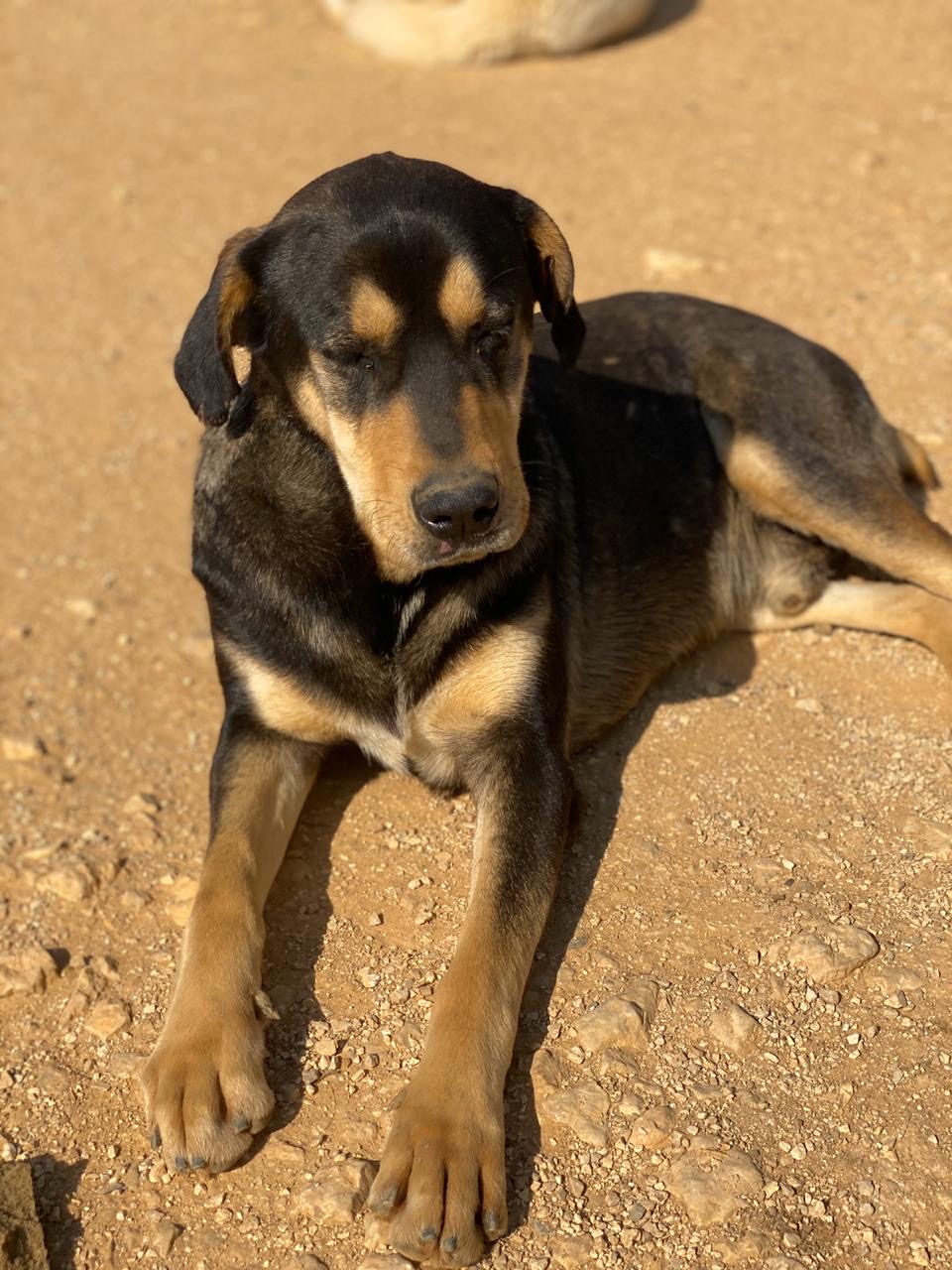 Boris (14)