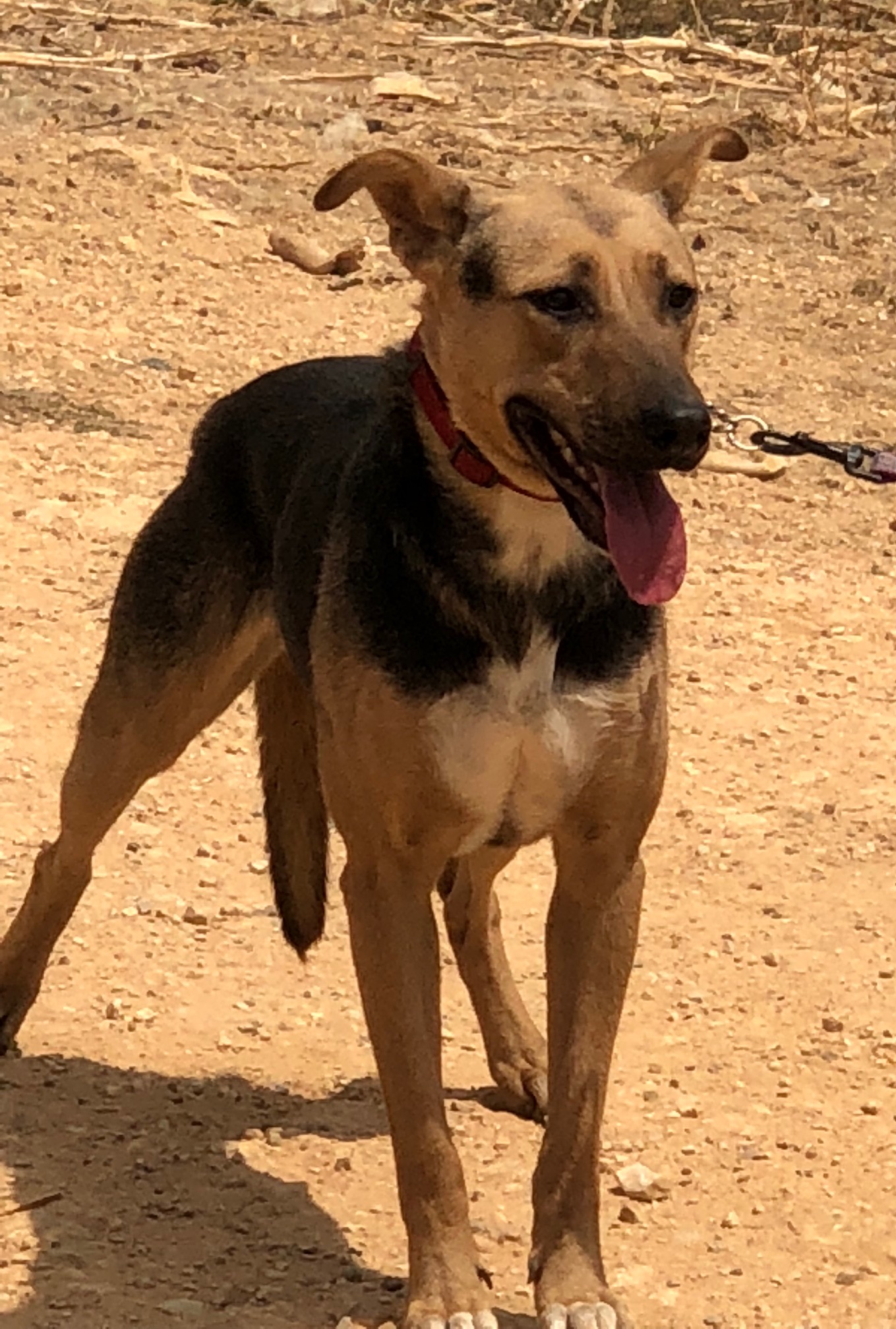 Moxie (5)