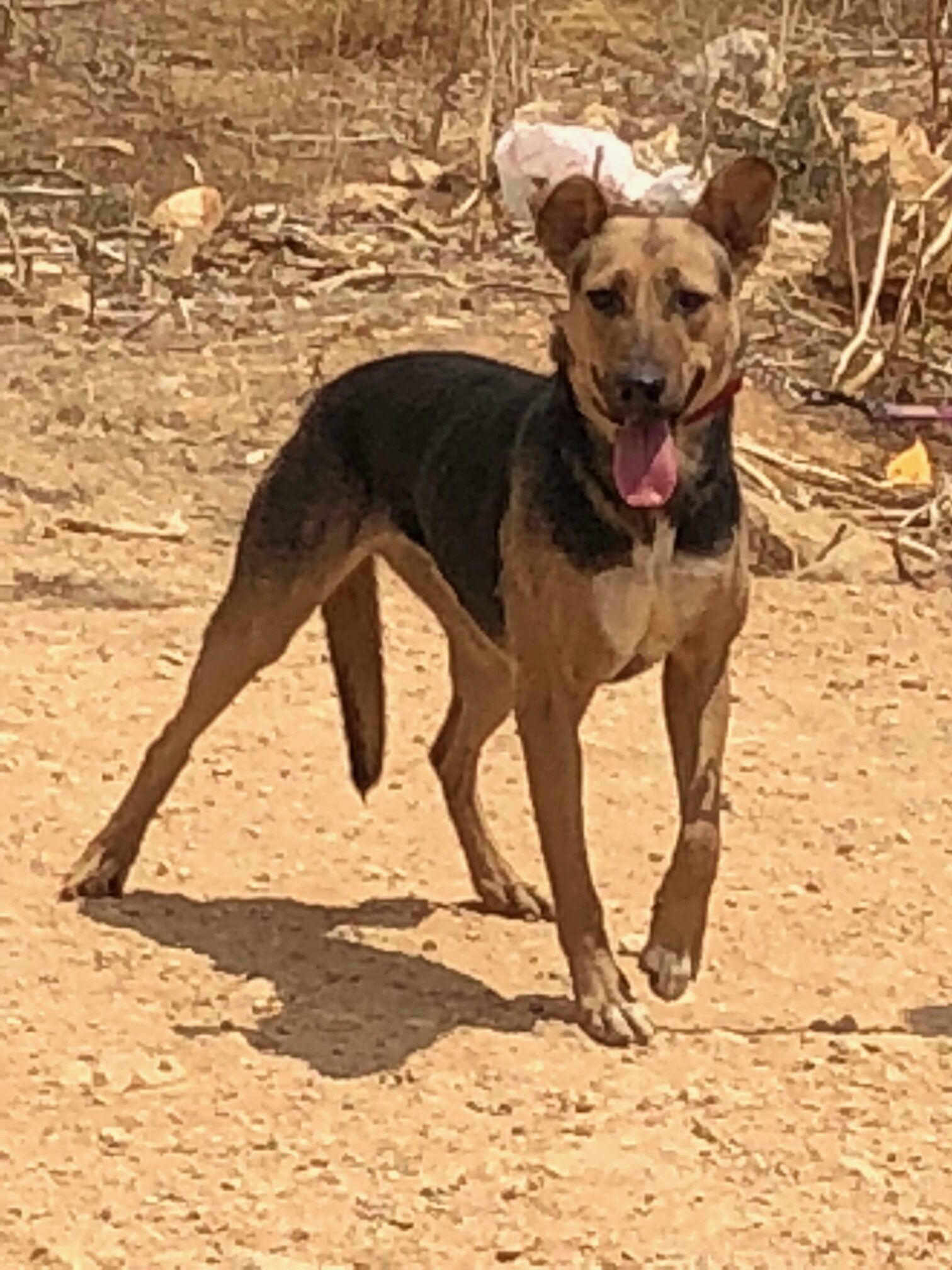 Moxie (6)