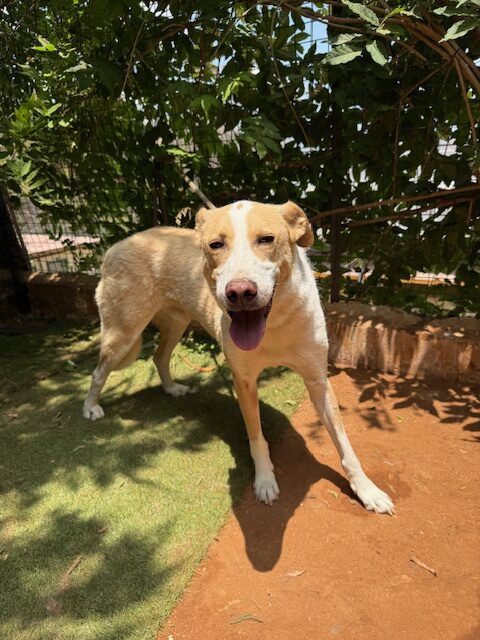 Murdock (41)