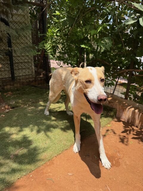 Murdock (42)