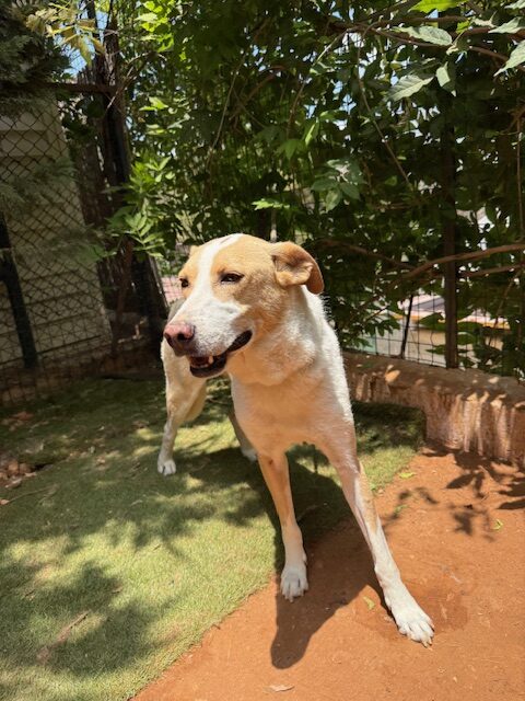 Murdock (46)