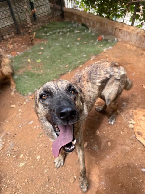 Nala (1)
