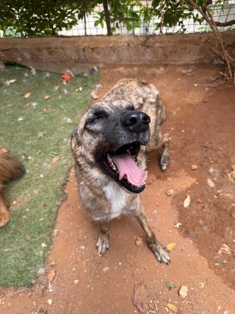 Nala (10)